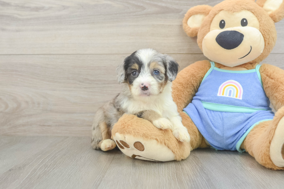 5 week old Mini Aussiedoodle Puppy For Sale - Seaside Pups