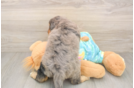 Best Mini Aussiedoodle Baby