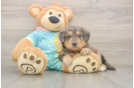Smart Mini Aussiedoodle Poodle Mix Pup