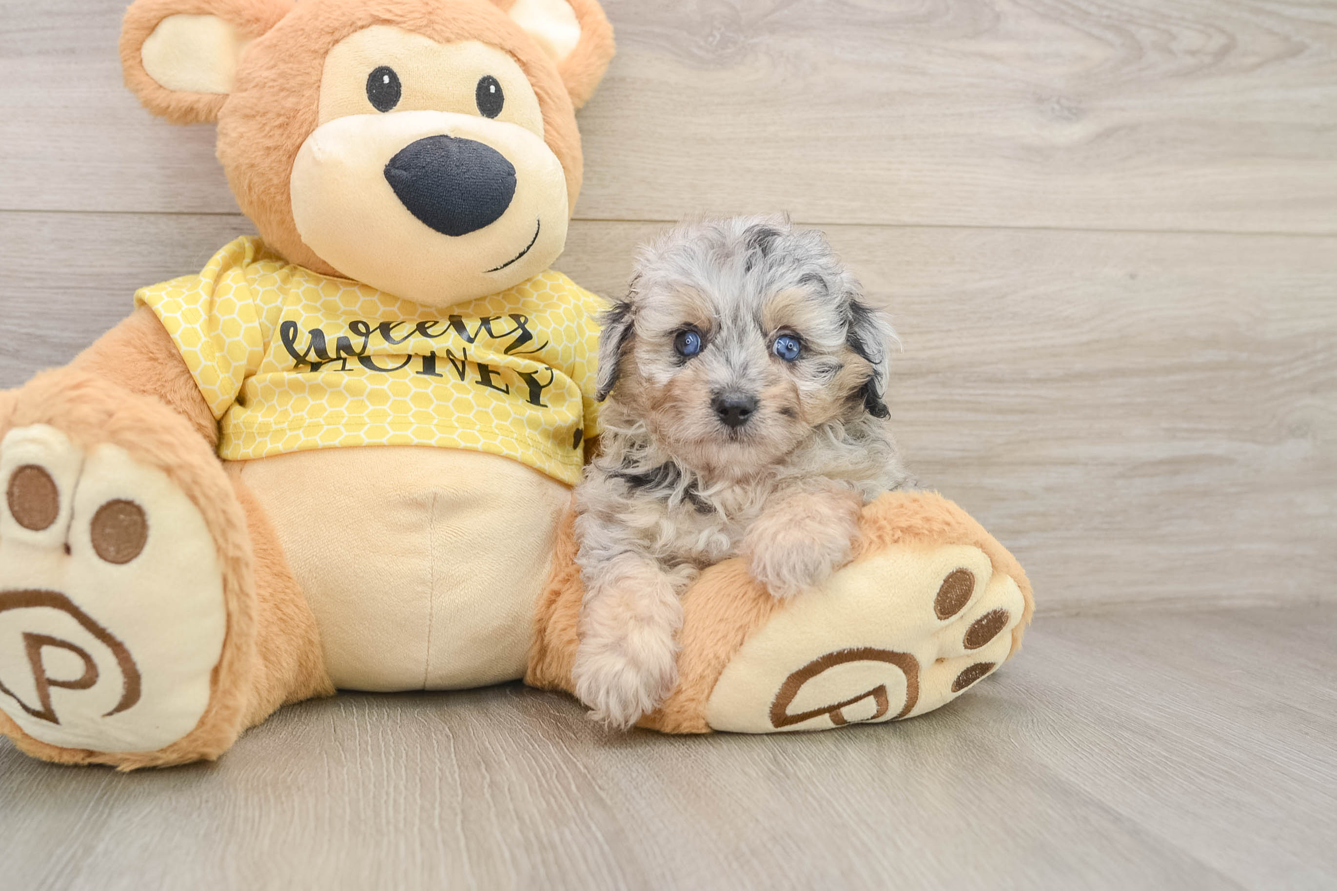 Sweet Mini Aussiedoodle Baby