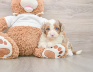 7 week old Mini Aussiedoodle Puppy For Sale - Seaside Pups