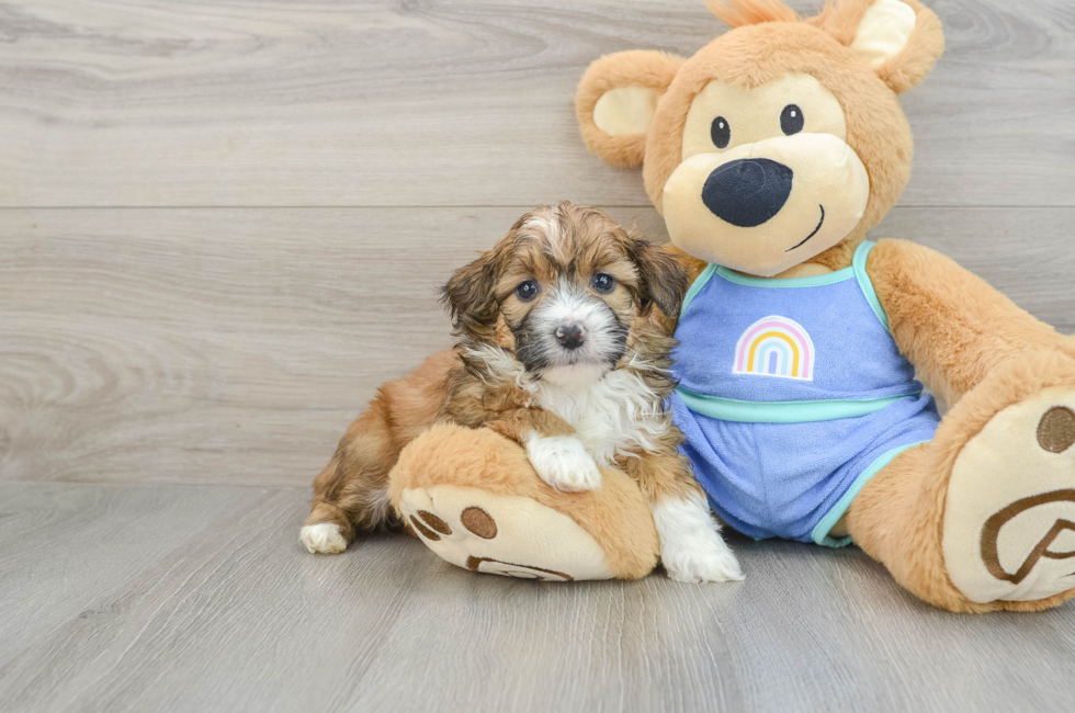 6 week old Mini Aussiedoodle Puppy For Sale - Seaside Pups