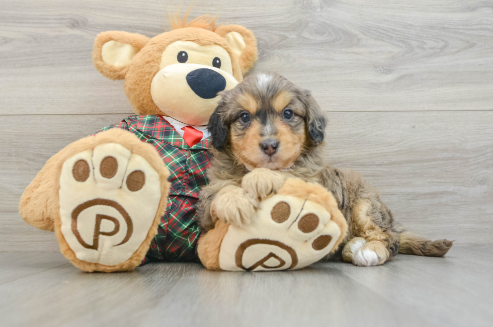 5 week old Mini Aussiedoodle Puppy For Sale - Seaside Pups