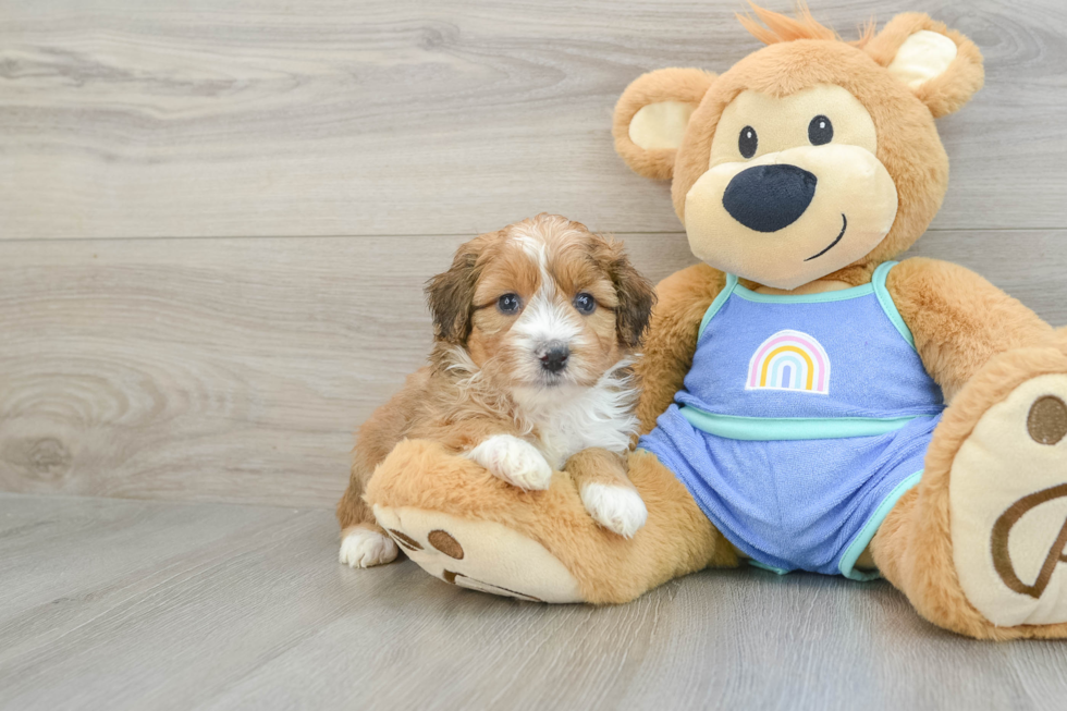 Mini Aussiedoodle Pup Being Cute