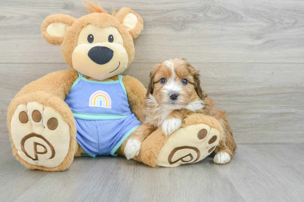 6 week old Mini Aussiedoodle Puppy For Sale - Seaside Pups