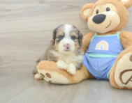 8 week old Mini Aussiedoodle Puppy For Sale - Seaside Pups