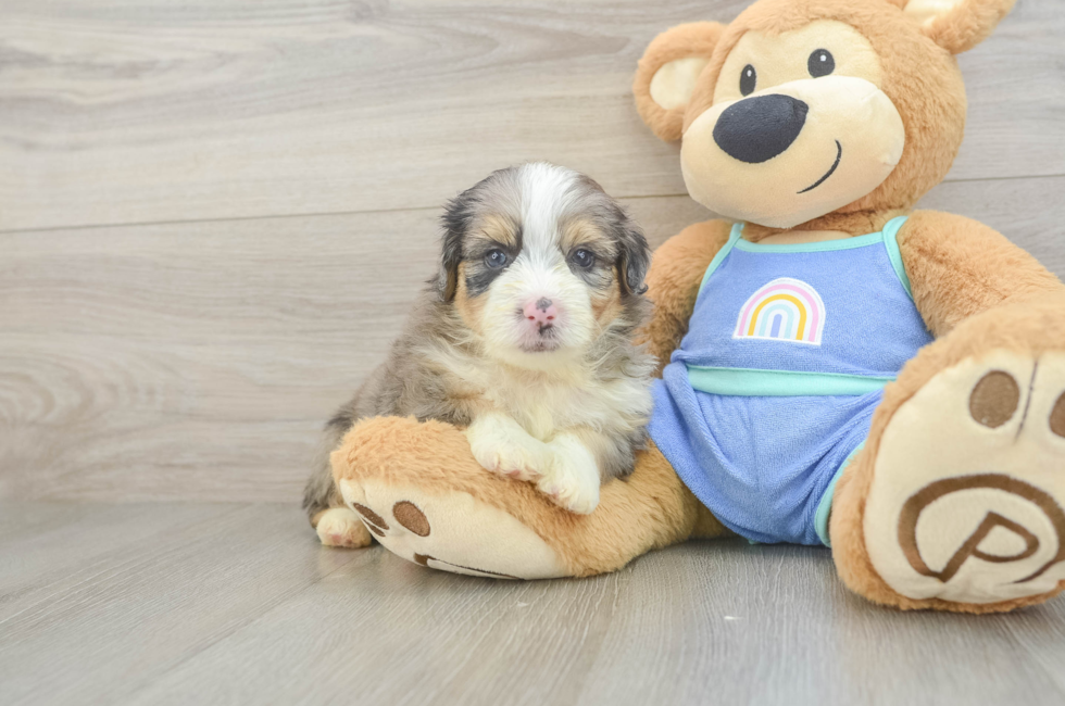 5 week old Mini Aussiedoodle Puppy For Sale - Seaside Pups