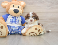 8 week old Mini Aussiedoodle Puppy For Sale - Seaside Pups