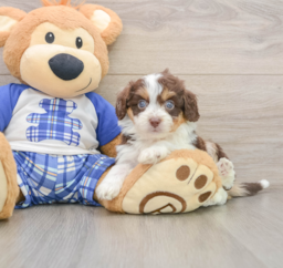 9 week old Mini Aussiedoodle Puppy For Sale - Seaside Pups