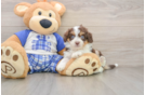 Best Mini Aussiedoodle Baby