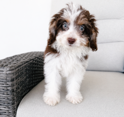 11 week old Mini Aussiedoodle Puppy For Sale - Seaside Pups