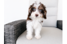 Mini Aussiedoodle Pup Being Cute