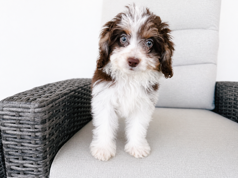 Mini Aussiedoodle Pup Being Cute