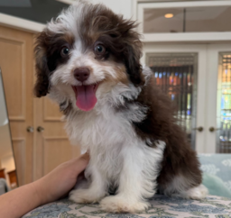 12 week old Mini Aussiedoodle Puppy For Sale - Seaside Pups