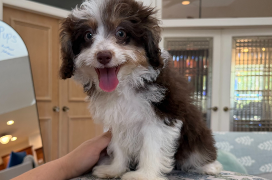 Mini Aussiedoodle Pup Being Cute