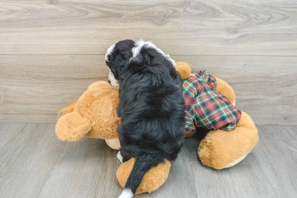 Funny Mini Aussiedoodle Poodle Mix Pup