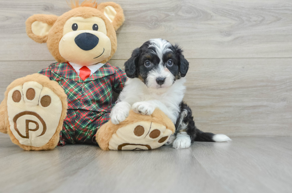 5 week old Mini Aussiedoodle Puppy For Sale - Seaside Pups