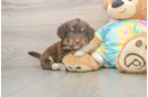 Mini Aussiedoodle Pup Being Cute
