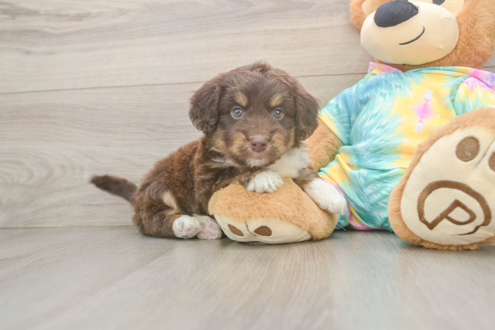 Mini Aussiedoodle Pup Being Cute