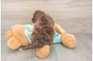 Mini Aussiedoodle Puppy for Adoption