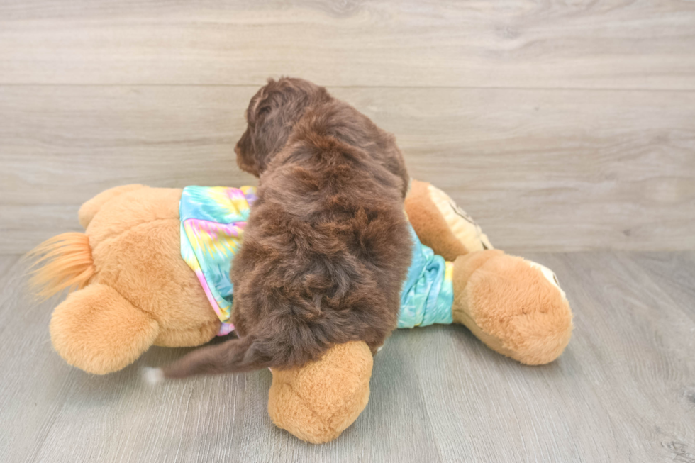 Mini Aussiedoodle Puppy for Adoption