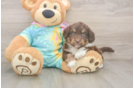 Best Mini Aussiedoodle Baby