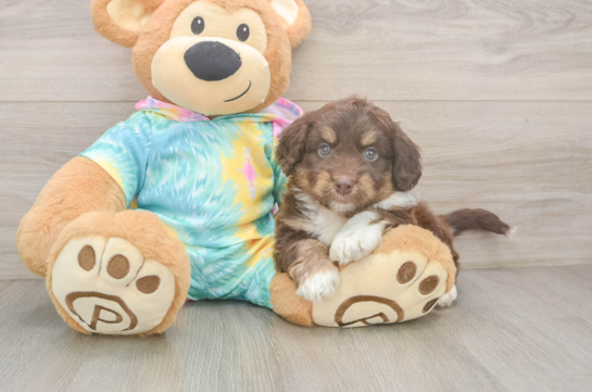 Best Mini Aussiedoodle Baby