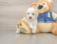 7 week old Mini Aussiedoodle Puppy For Sale - Seaside Pups