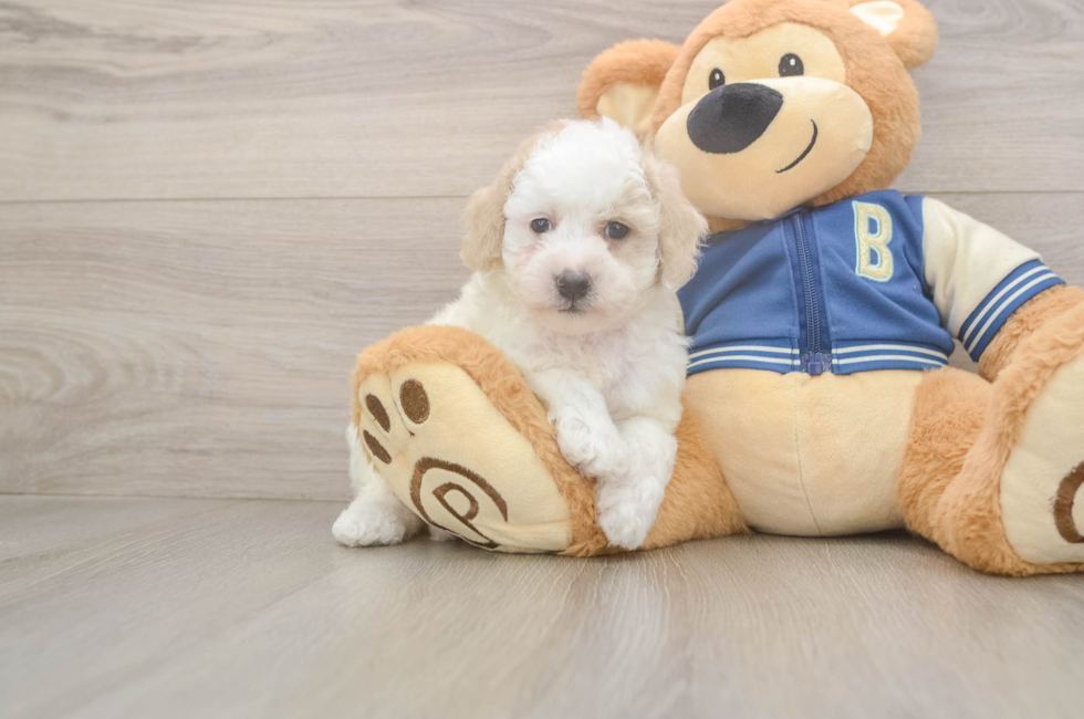 5 week old Mini Aussiedoodle Puppy For Sale - Seaside Pups