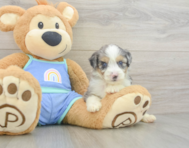 8 week old Mini Aussiedoodle Puppy For Sale - Seaside Pups