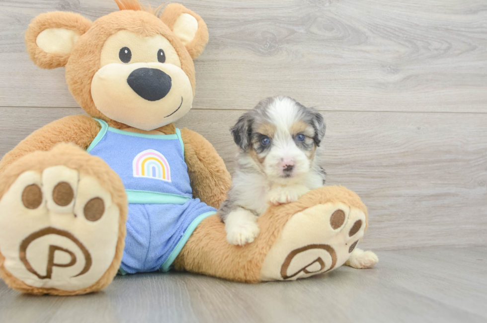 5 week old Mini Aussiedoodle Puppy For Sale - Seaside Pups