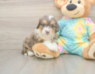 8 week old Mini Aussiedoodle Puppy For Sale - Seaside Pups