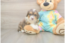 Mini Aussiedoodle Puppy for Adoption