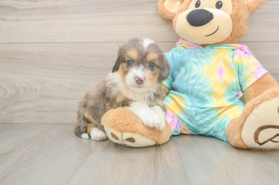 Mini Aussiedoodle Puppy for Adoption