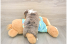 Best Mini Aussiedoodle Baby