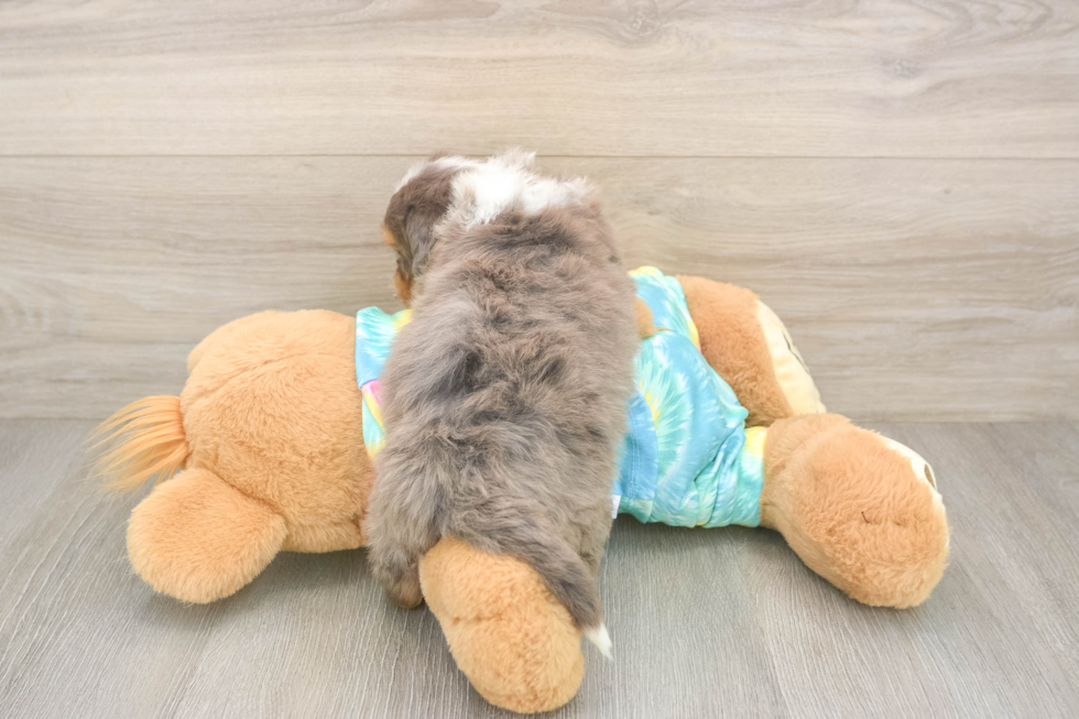 Best Mini Aussiedoodle Baby