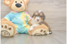 Adorable Mini Australian Shepherd X Poodle Mix Poodle Mix Puppy