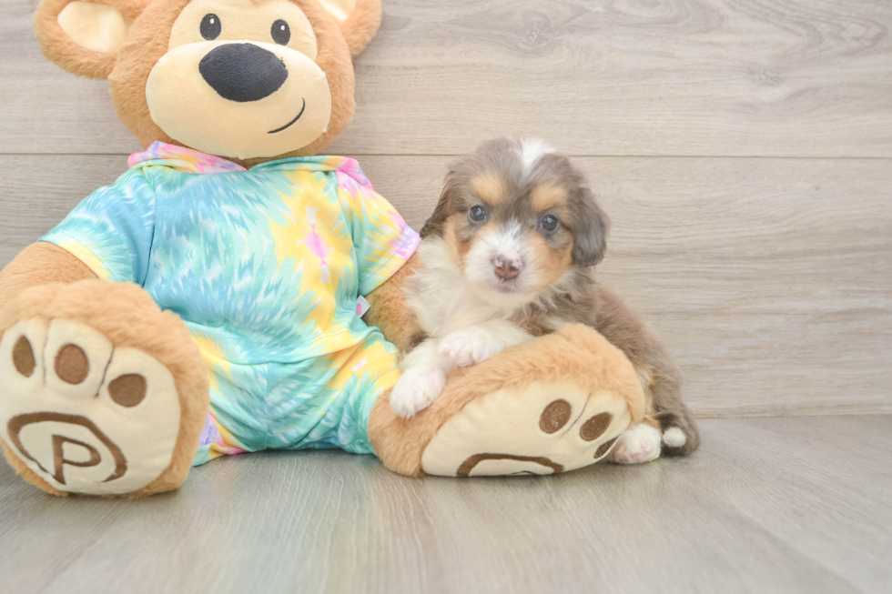 Adorable Mini Australian Shepherd X Poodle Mix Poodle Mix Puppy