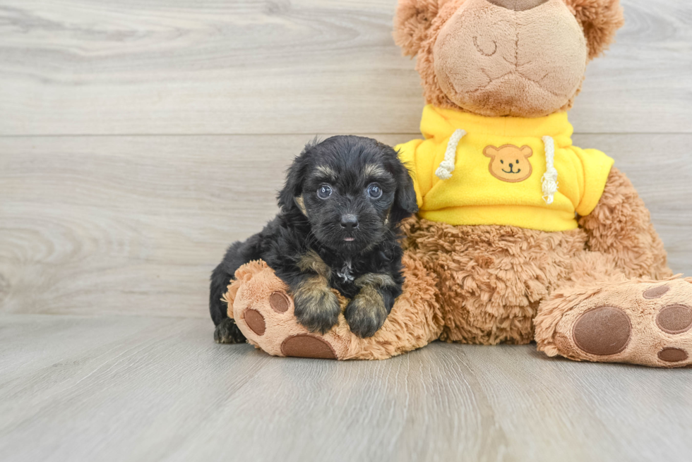 Little Mini Aussiepoo Poodle Mix Puppy