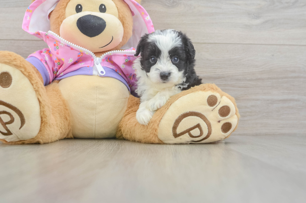 5 week old Mini Aussiedoodle Puppy For Sale - Seaside Pups