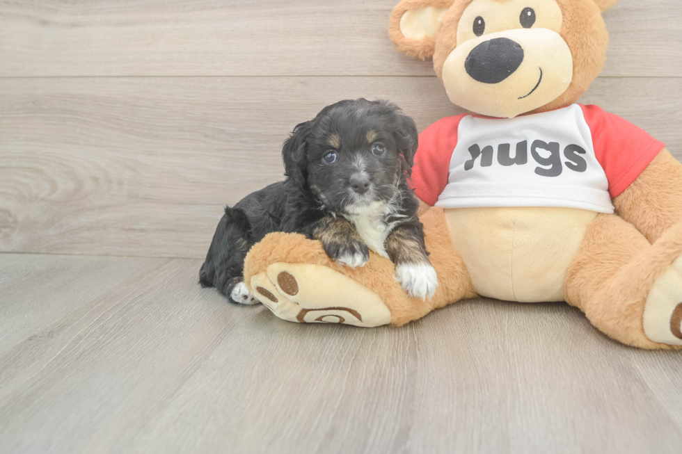 Little Mini Aussiepoo Poodle Mix Puppy