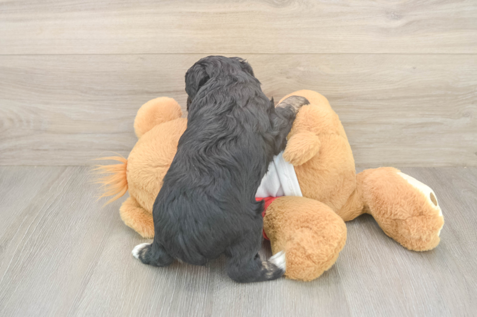 Petite Mini Aussiedoodle Poodle Mix Pup