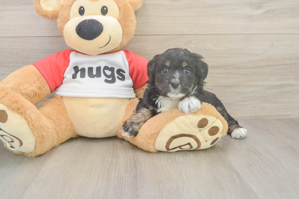 Popular Mini Aussiedoodle Poodle Mix Pup