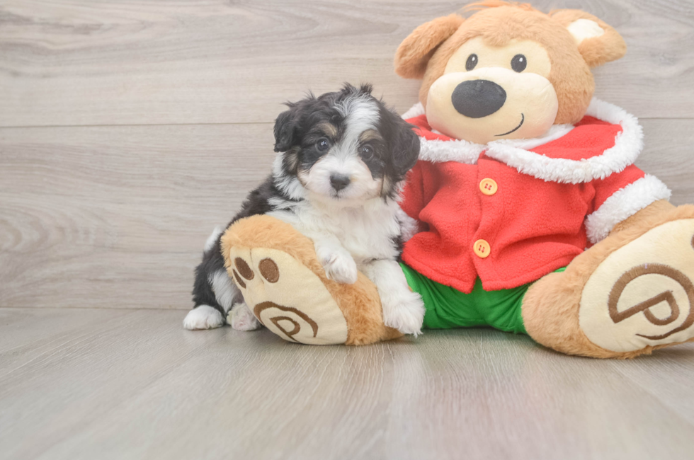5 week old Mini Aussiedoodle Puppy For Sale - Seaside Pups