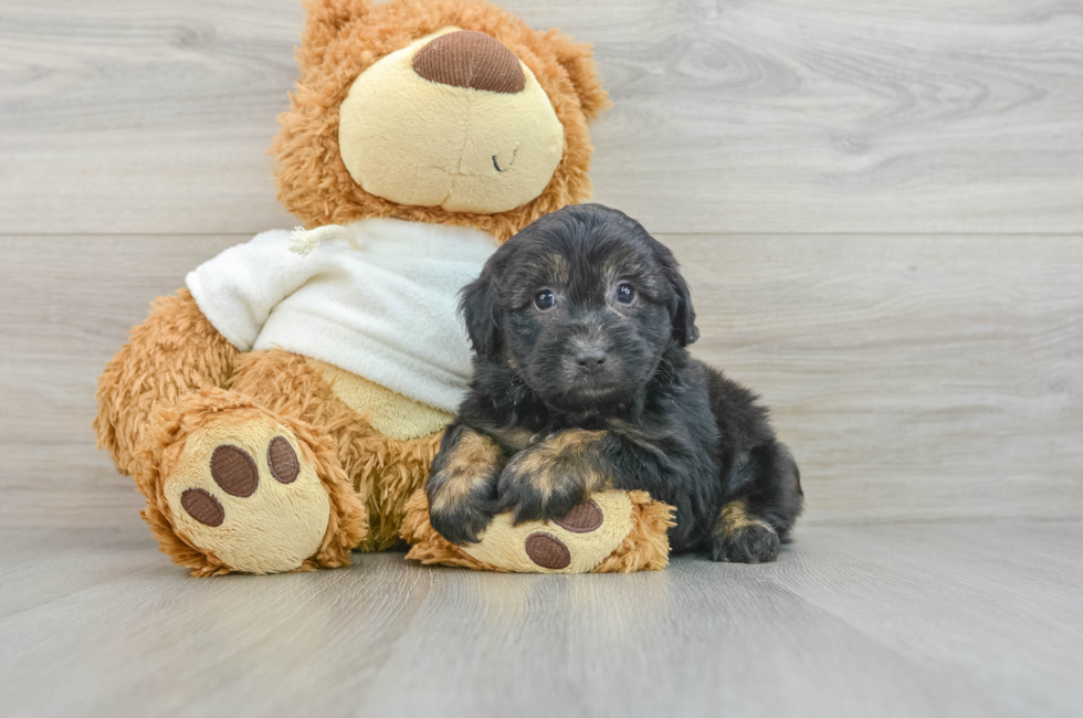 8 week old Mini Aussiedoodle Puppy For Sale - Seaside Pups