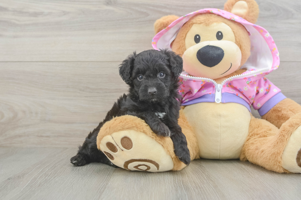 5 week old Mini Aussiedoodle Puppy For Sale - Seaside Pups