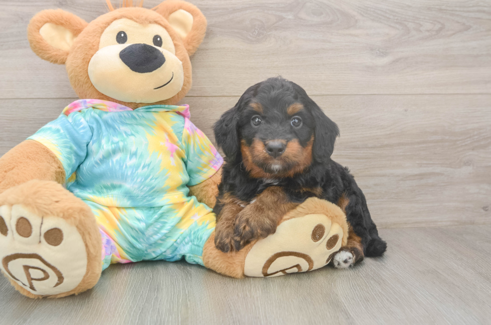 5 week old Mini Aussiedoodle Puppy For Sale - Seaside Pups