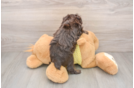 Smart Mini Aussiedoodle Poodle Mix Pup