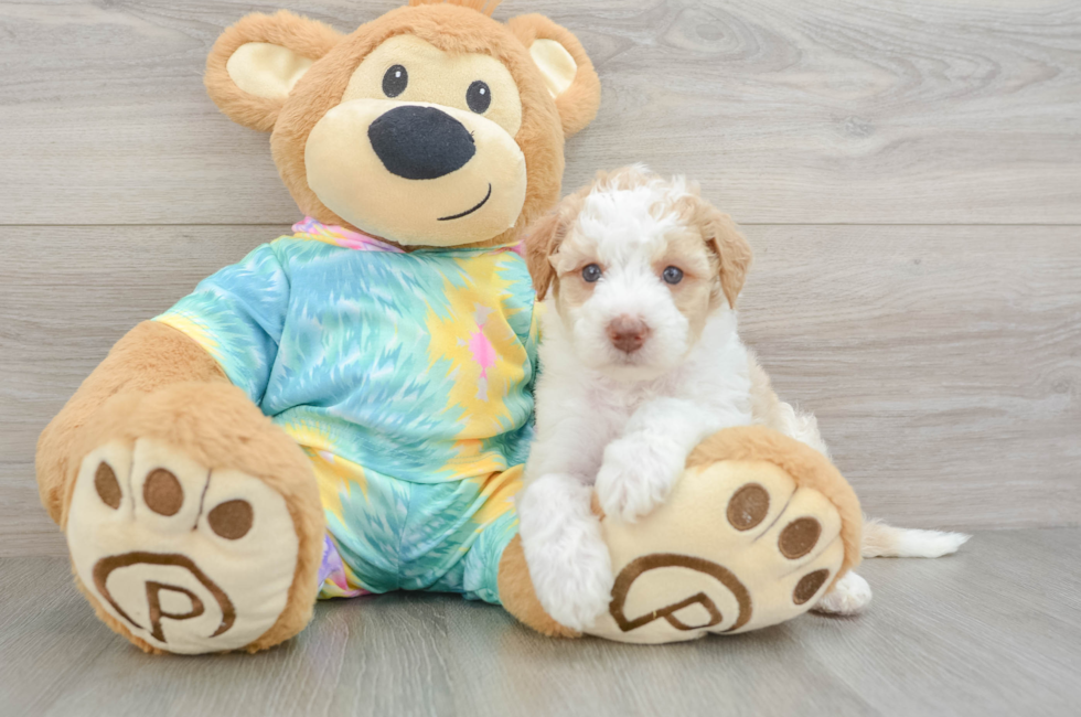 5 week old Mini Aussiedoodle Puppy For Sale - Seaside Pups