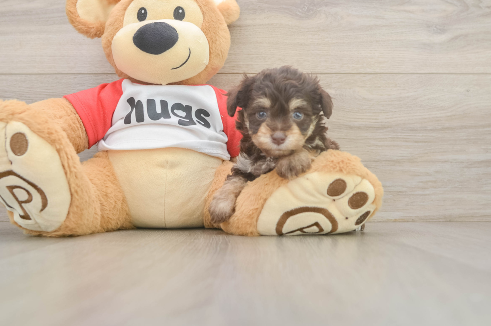 5 week old Mini Aussiedoodle Puppy For Sale - Seaside Pups